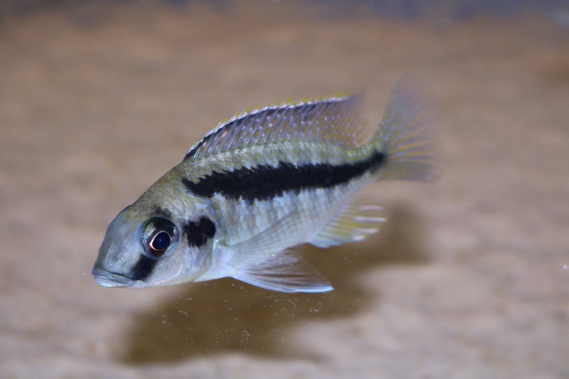 Mylochromis rotundus 'Hora Mhango'